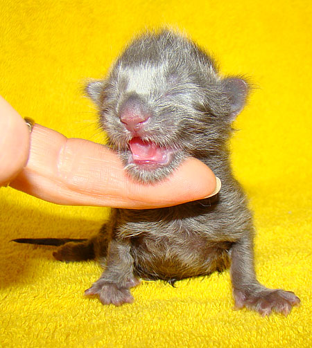 ���� ��� ������� ��������� Catsvill County!  ���� ����! ������ ������ ���� ���! ���� ��� ������ ������ � ����� ����!!! �������� ���� ����� Catsvill County +7-926-544-74-09  ���� ��� �������� ������. ���� ��� ������, ���� ��� �������, ���� ��� ������,  ���� ��� ����, ���� ��� ��������, ���� ����,  ������ ������ ���� ���,  ������ ����-����, ����� ������� ������ �����, ����� ����� ������!